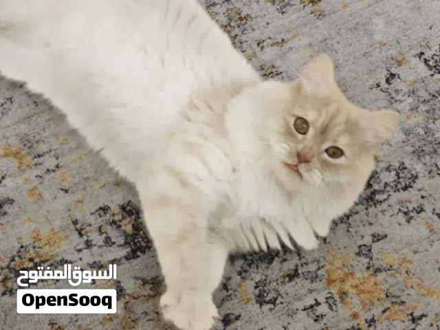 قط شيرازي أليف