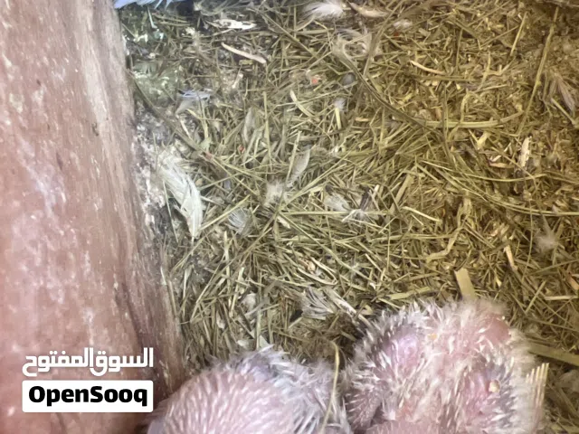 ترويض فشر تحت امهم لي بيروض