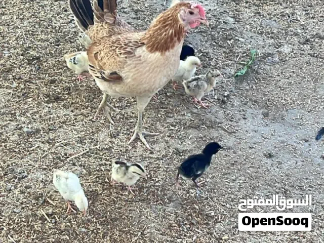 دجاجة مع 16 فرخ العمر 10 ايام