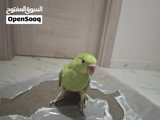 ببغاء دره واحد هندي واحد مطوق السعر الواحد 20