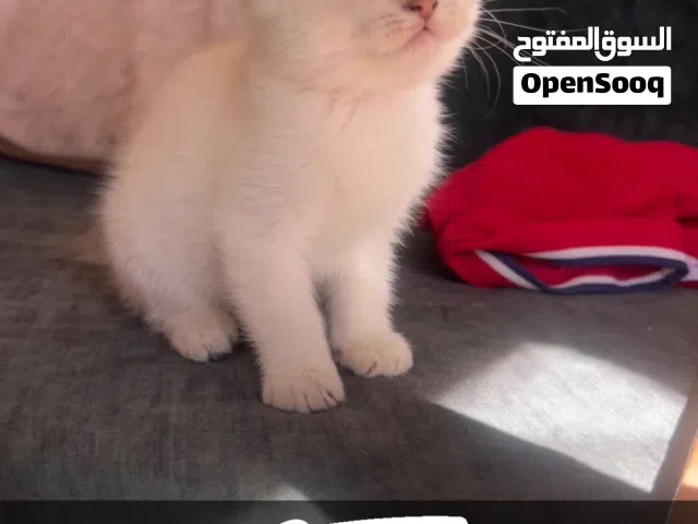 قط ذكر سكوتش فولد