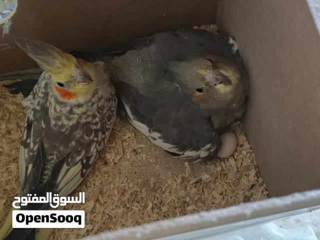 جوزين كوكتيل شغال وفيديو التخصيب موجود