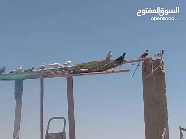 حمام كش الوان البيع.  في حمام زق  البيع