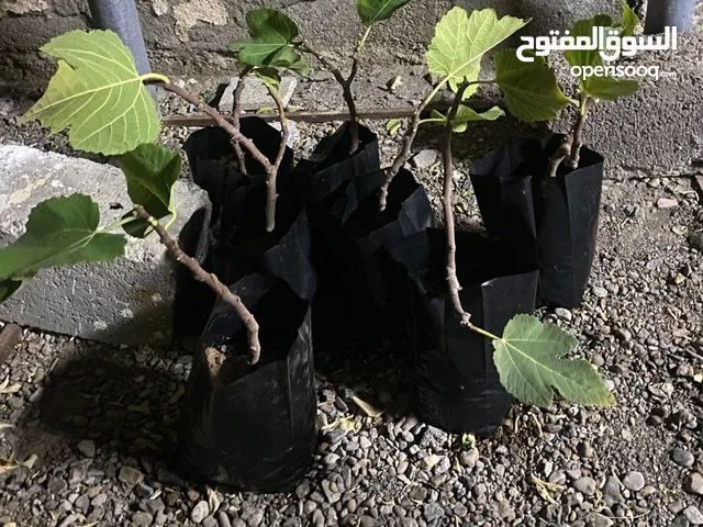 للبيع شتلات تين عماني