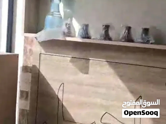محل للايجار