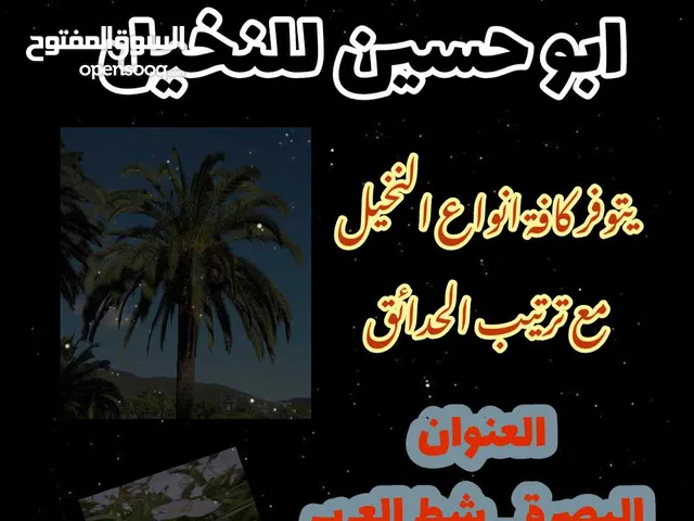 ترتيب وتزين حدائق متوفر انواع وجميع فسائل النخيل