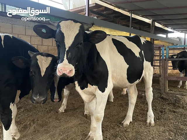 للبيع عجول اضاحي ولحم