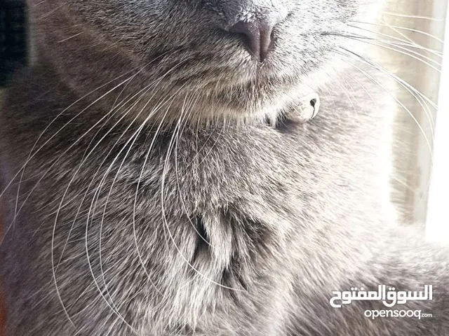 قط سكوتش فولد بيور للبيع