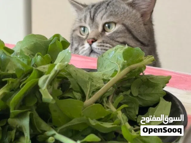 قطه نادره مكس تزاوج شيرازي وتركش انغورا تبني مجاني.. شرط الاهتمام به