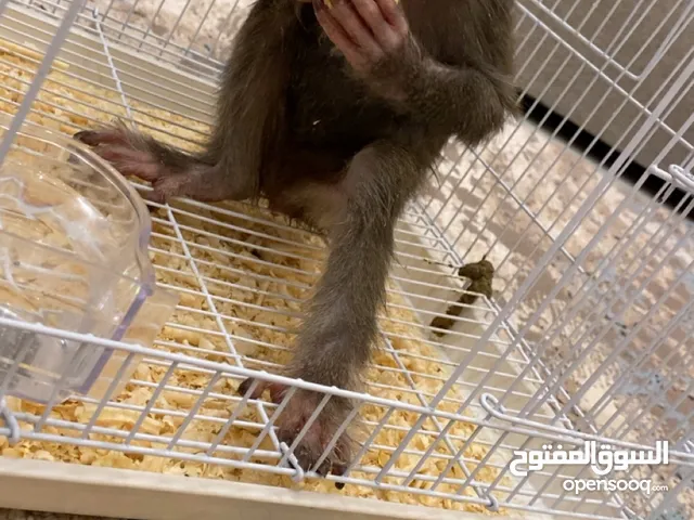 قرد صغير لعوب يحب العب