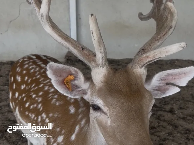 غزلان للبيع