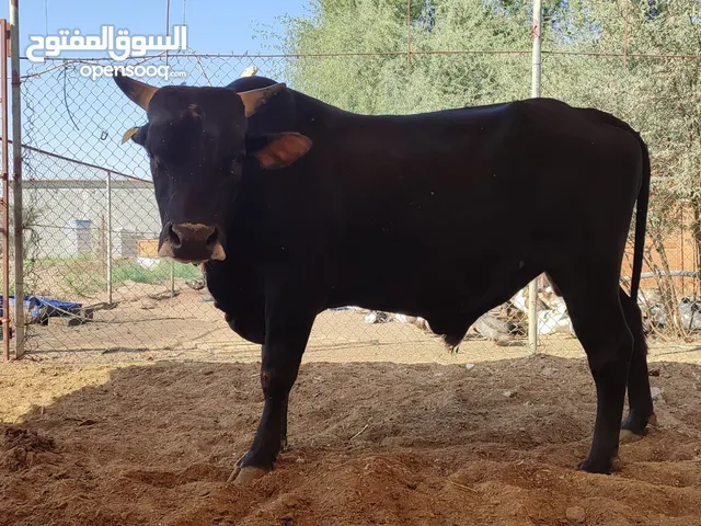 عجل بقر بصحة جيدة