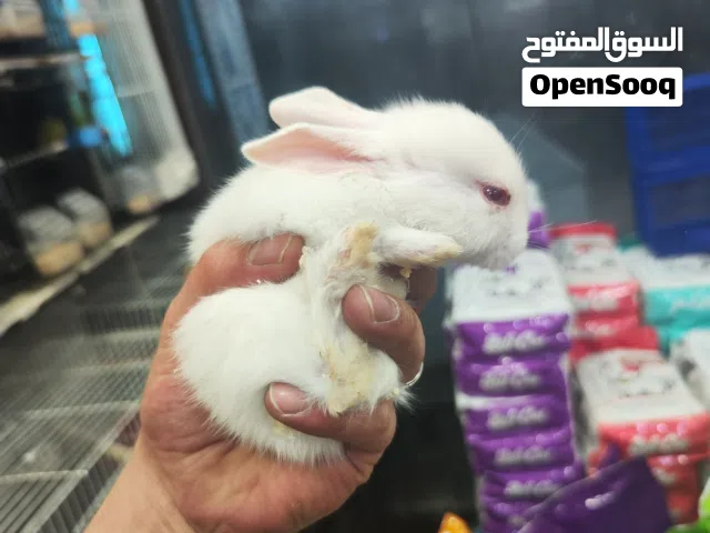 ارانب فطم جديد ، عين حمراء ارانب بيضاء