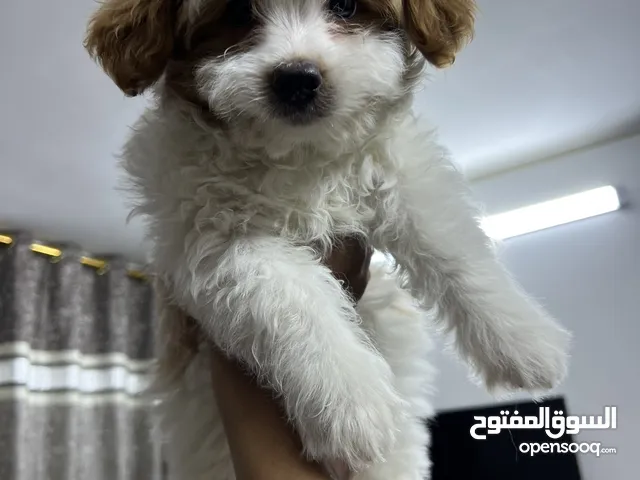 كلب زينه النوع تيرر