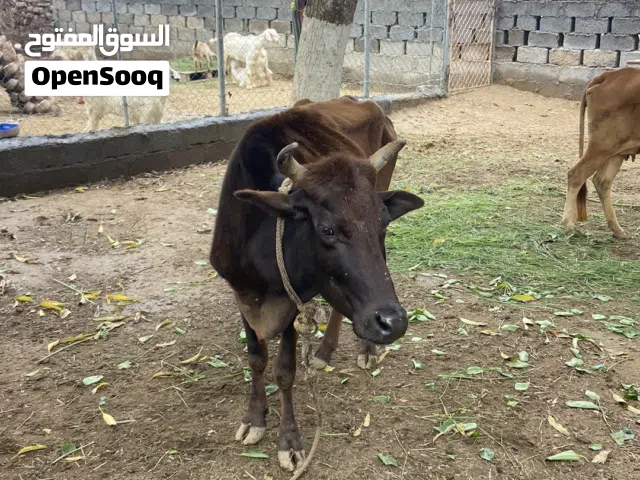 للبيع بقره طيبه بس يحتاج لها اهتمام