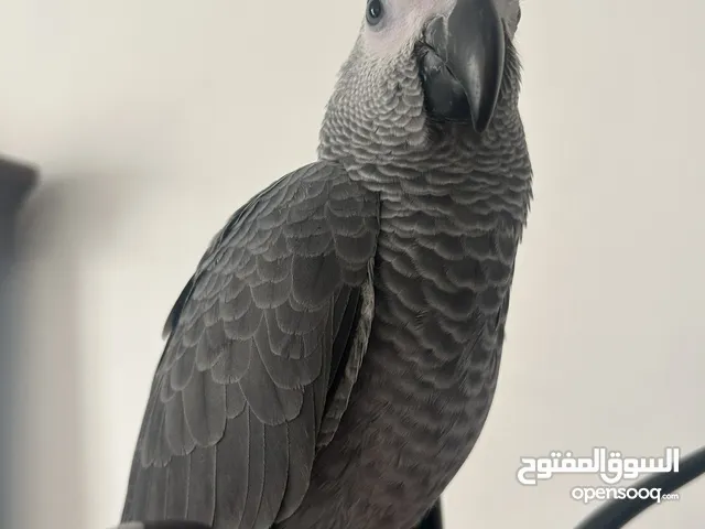 كاسكو أليف متكلم ما شاء الله عليه aftican grey talking and friendly