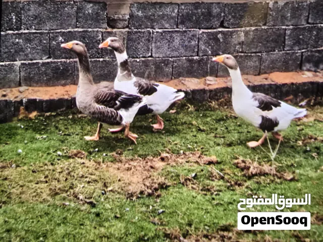 إيوز ربي إيبارك
