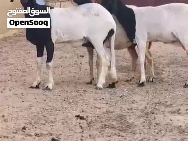 نعاج للبيع