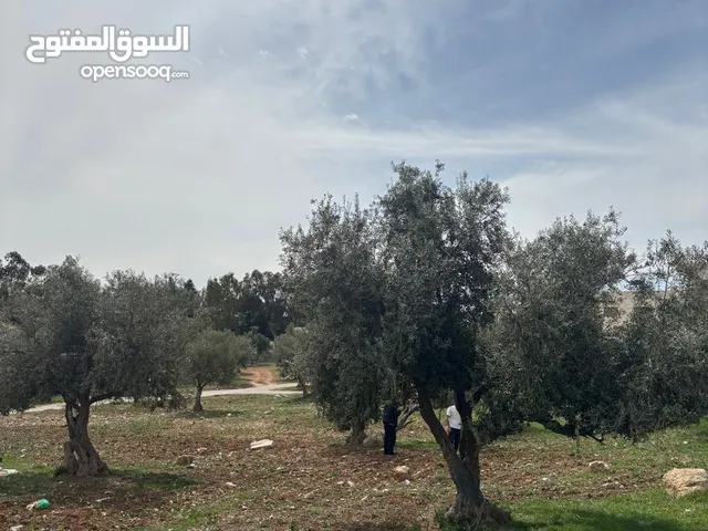 Residential Land for Sale in Amman Husban