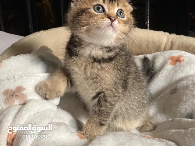 مستعجل سكوتش فولد جولدن