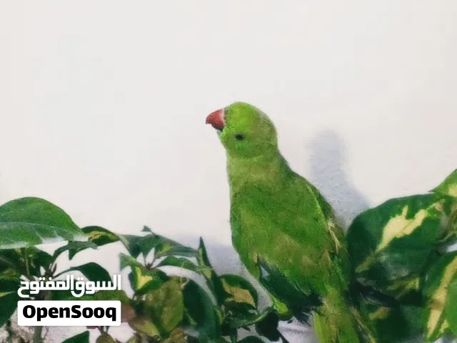 ببغاء دره هندي عمر اقل السنه نص الافه متعلم يبوس