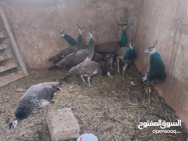 اربع جواز طاووس