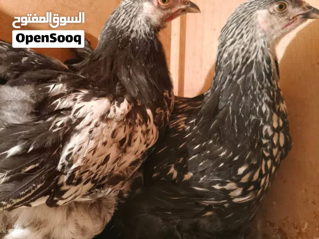 السلام عليكم متوفر ابراهما سبريت موصفات تبارك الرحمن العدد2 عتاتيق وفراريج المكان طربلس ال