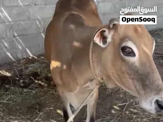 ابقار للبيع حلال طيب