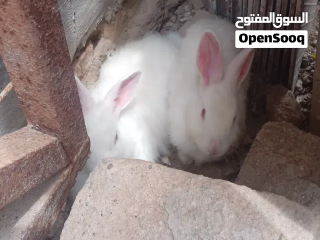 ارانب بيض .