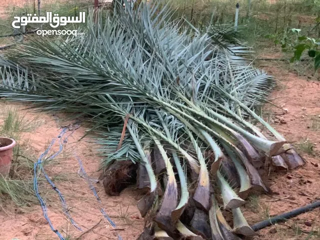 جريد نخل للبيع