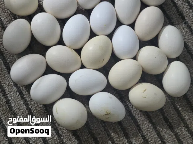 بيض دجاج عربي
