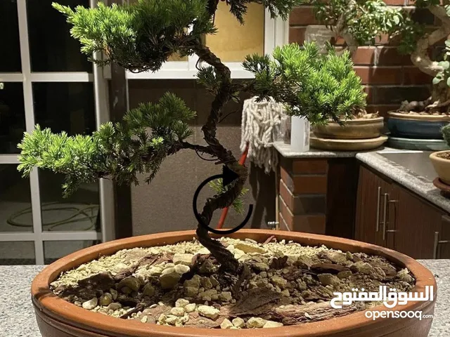 Bonzai tree with antique Chinese pot