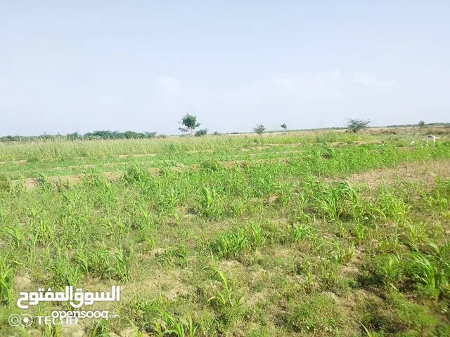 Farm Land for Sale in Al Hudaydah Al Qanawis District