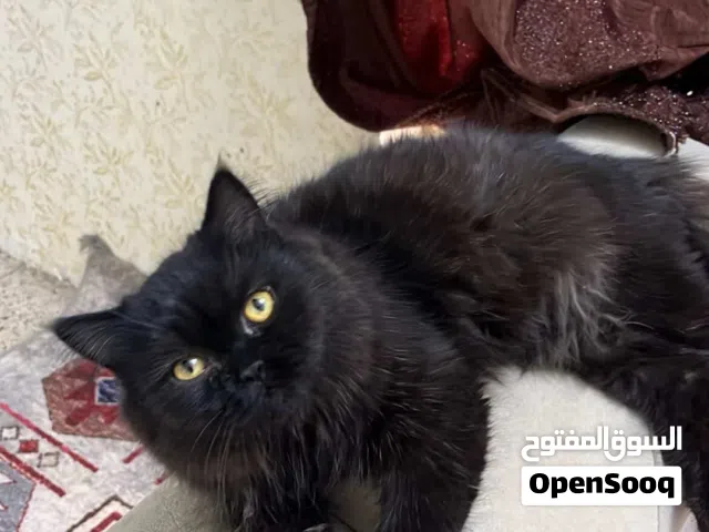 قط ذكر للتبني