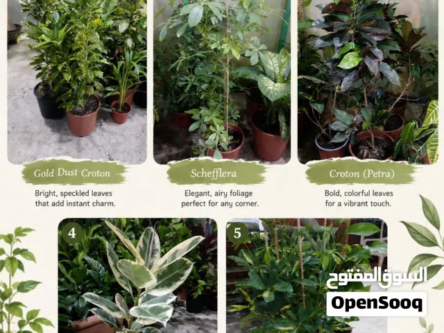 Big indoor plants