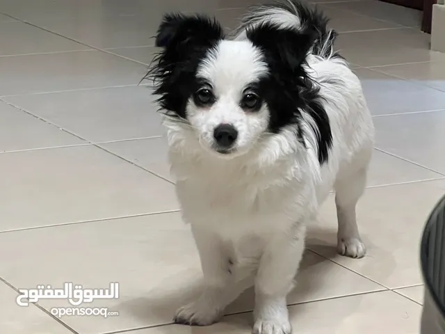 بومرينيان ، جميلة ، مطعمة ، حديثة ، 4 شهور Pomeranian, Beautiful, newborn, 4 months