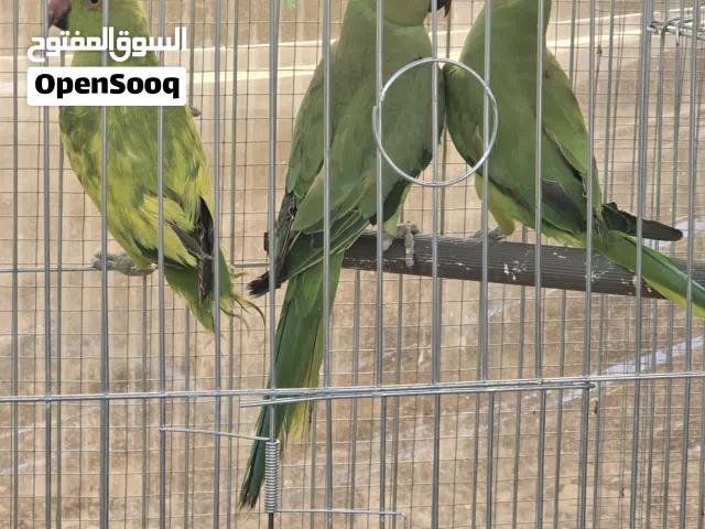 ببغاء درة عدد 3 للبيع