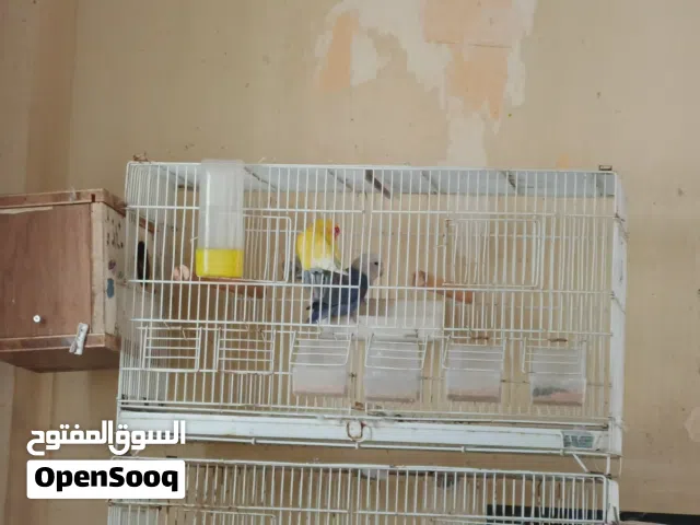 جوز روز مع قفصهم