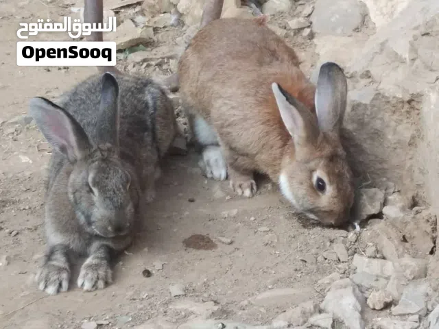 ارانب نوادر