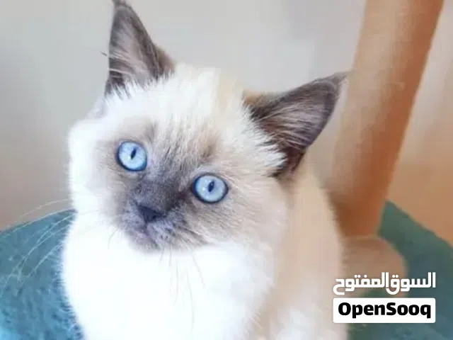 هملايا قطط صغيره