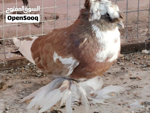 ذكر بخارى الحجم الكبير ماشاءالله