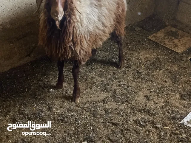 للبيع مضحيه ان شاء الله