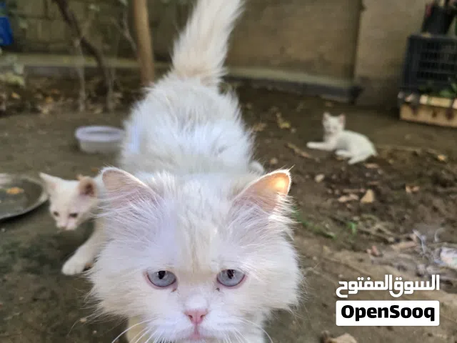 قطة شيرازي ابيض عيونه زرق