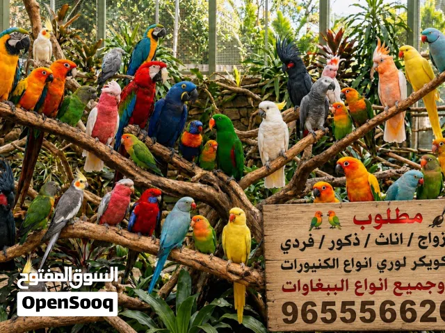 مطلوب وليس البيع جميع انواع الببغاوات ازواج/ذكور/اناث/فردي/فروخ/لوري كويكر كنيورات