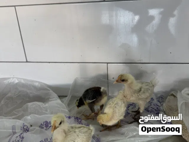 كتاكيت العمر تقريباً أسبوعين ونص عدد 4