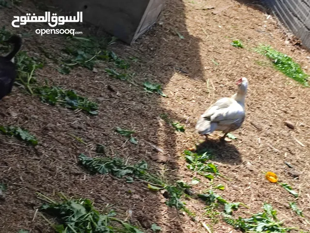 بش مصري أبيض