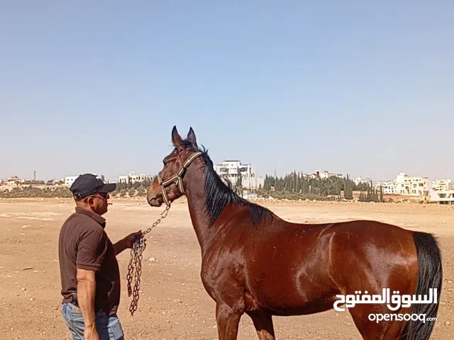 مهره العمر سنتين ونصف جهازا للسباق