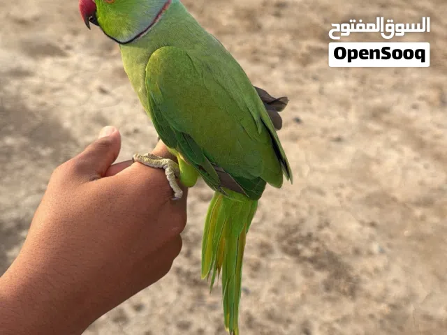 ذكر ببغاء دره أليف ومتكلم اقل من سعر السوق