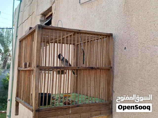 بلابل بصرويه صيد صوت ونضافه المكان چباسي شط العرب