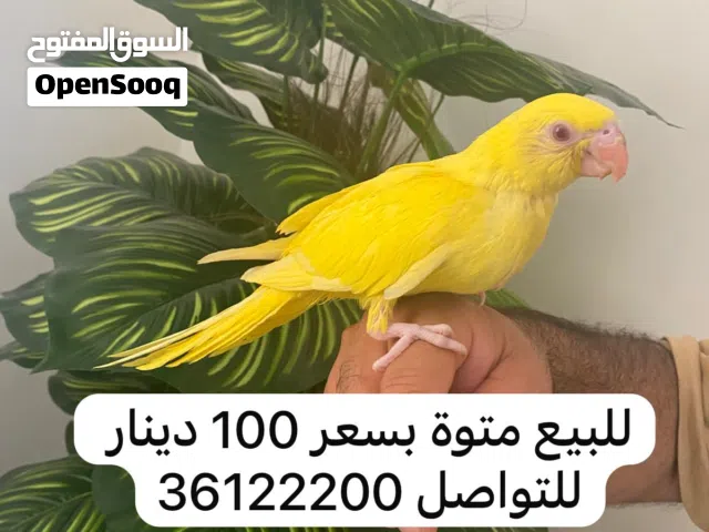 متاتو للبيع الصفراء 100 دينارو الزرقاء 80  دينار